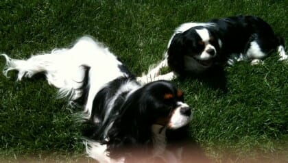 Mike and Molly