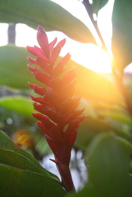 Hawaiian flower