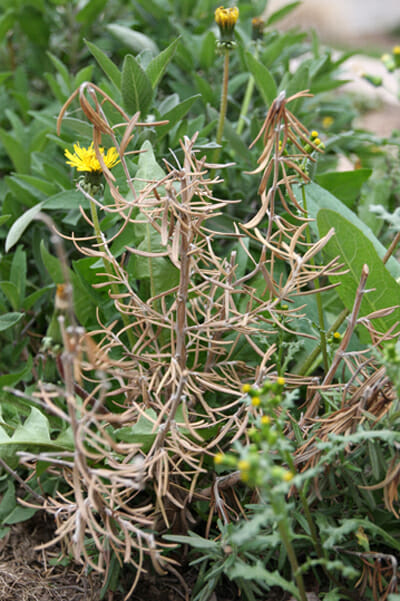 dead rosemary