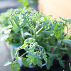 How To: Plant a Vegetable Garden