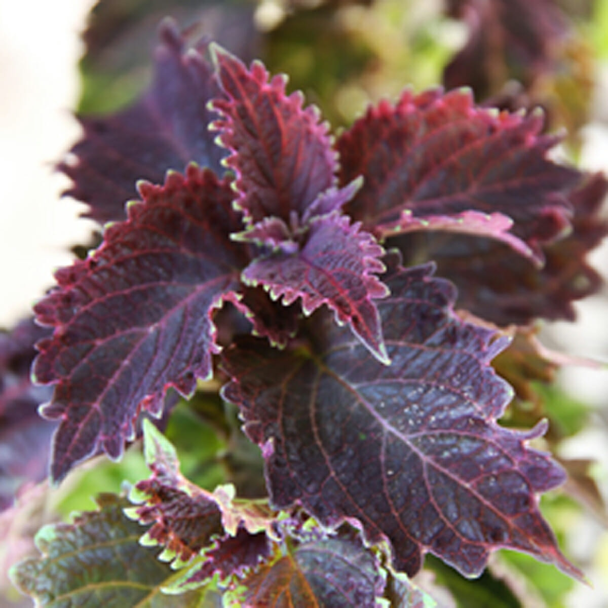 How to: Create a Container Planting